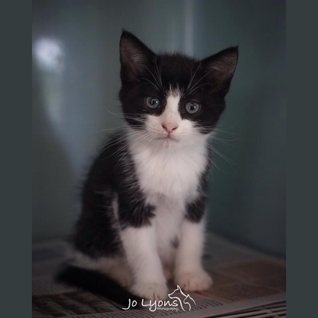 Photo of Flynn ~ Purrfect Match