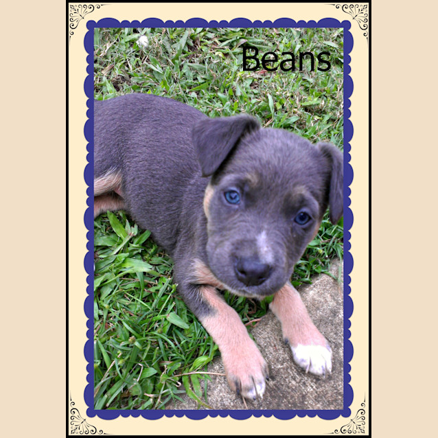 Photo of Beans
