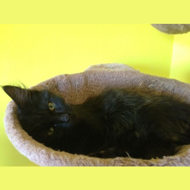 Photo of Gremlin