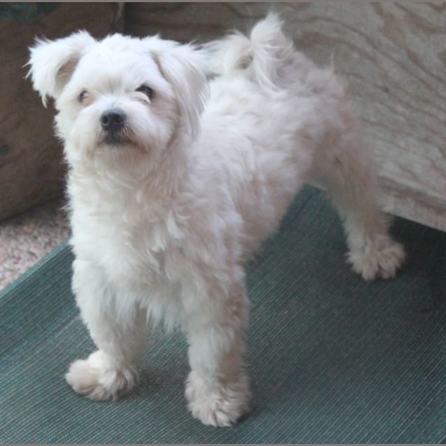 Photo of Kubi