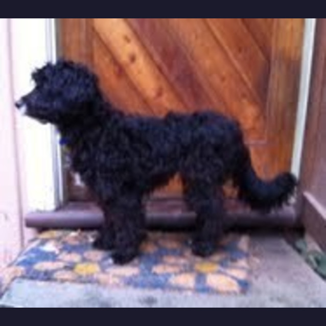 Photo of Bacchus The Blackus ... Likes Cats ....