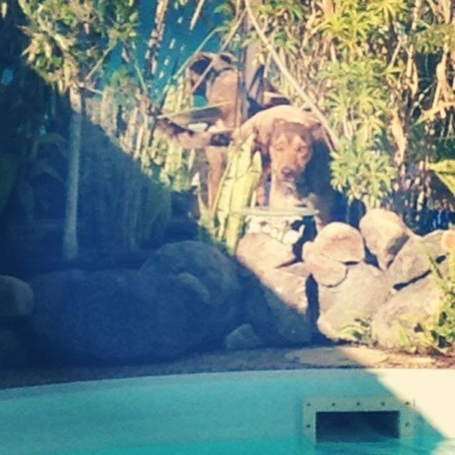 Photo of Rusty (On Hold Pending Adoption)