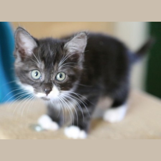 Photo of Squeaky