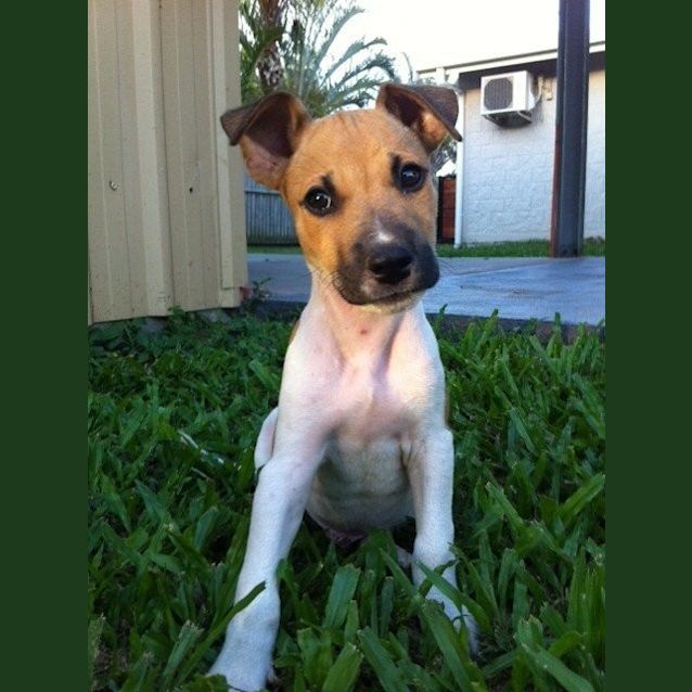 Photo of Bosco