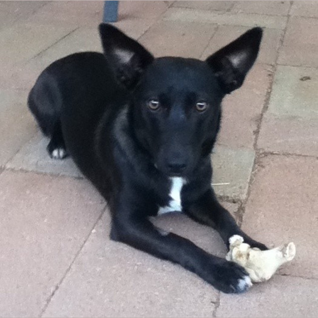 Photo of Hattie *On Trial In Her New Home*