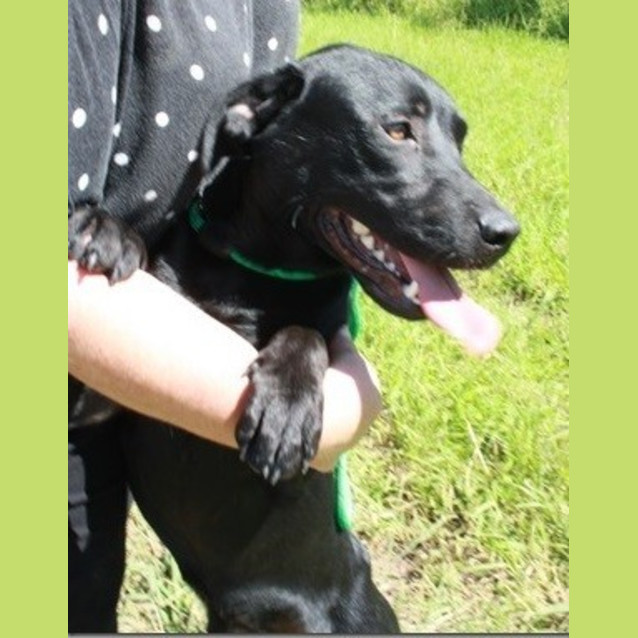 Photo of Shadow