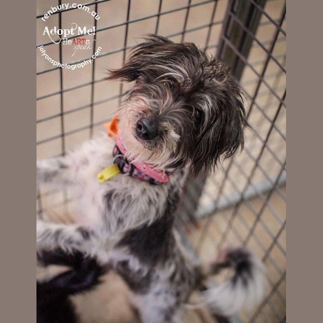 Photo of Taffy