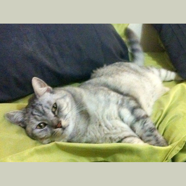 Photo of Lord Bentley Tubbington