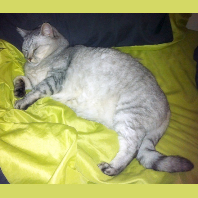 Photo of Lord Bentley Tubbington