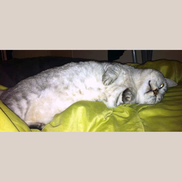 Photo of Lord Bentley Tubbington