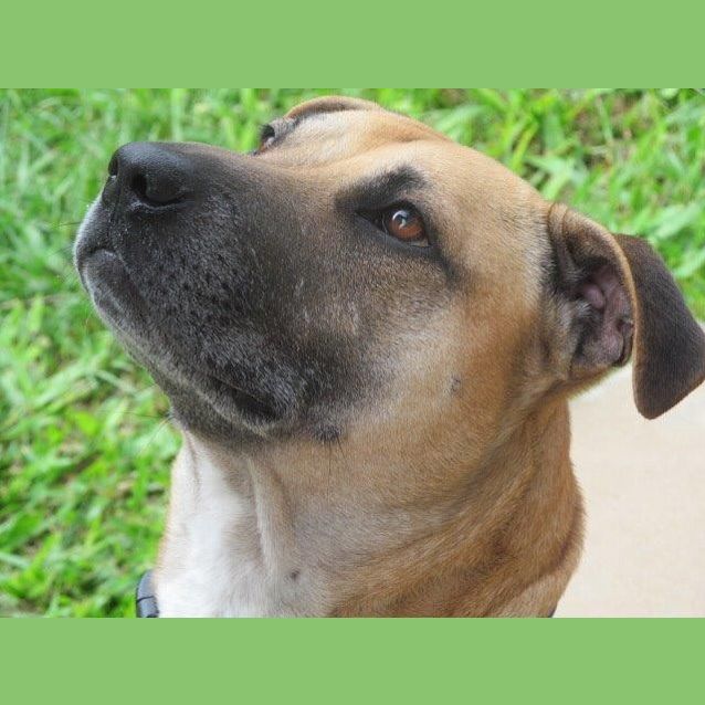 Photo of Bruno