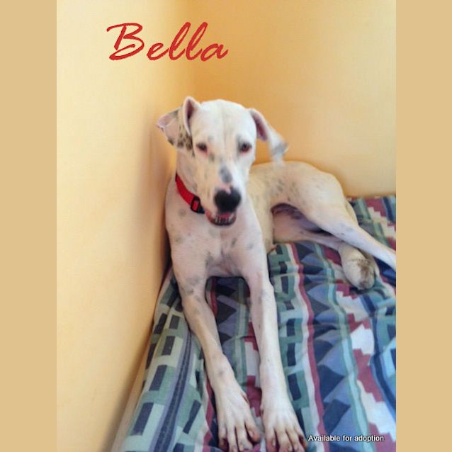 Photo of Bella (4) (On Trial 19/5/13)
