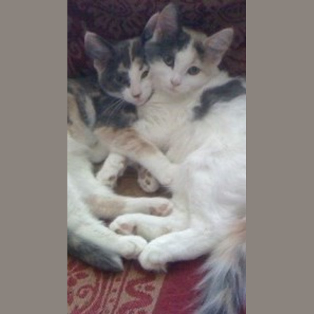 Photo of Paris And Delilah (Princess Sisters)