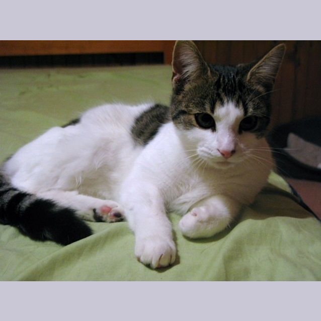 Photo of Kitkat