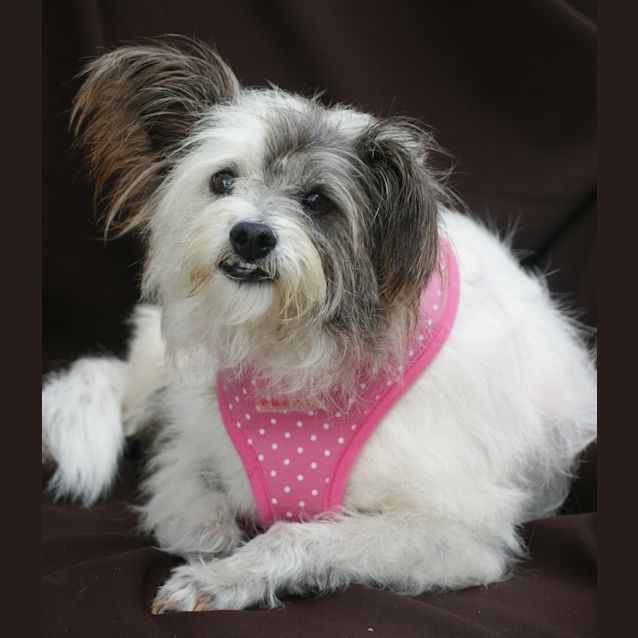 Photo of Minky