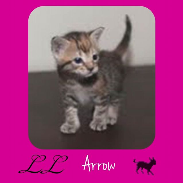 Photo of Arrow 