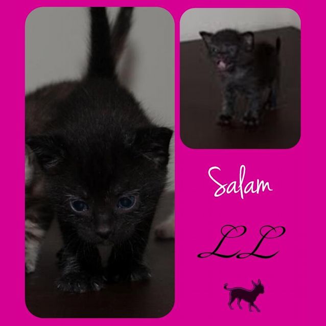 Photo of Salam