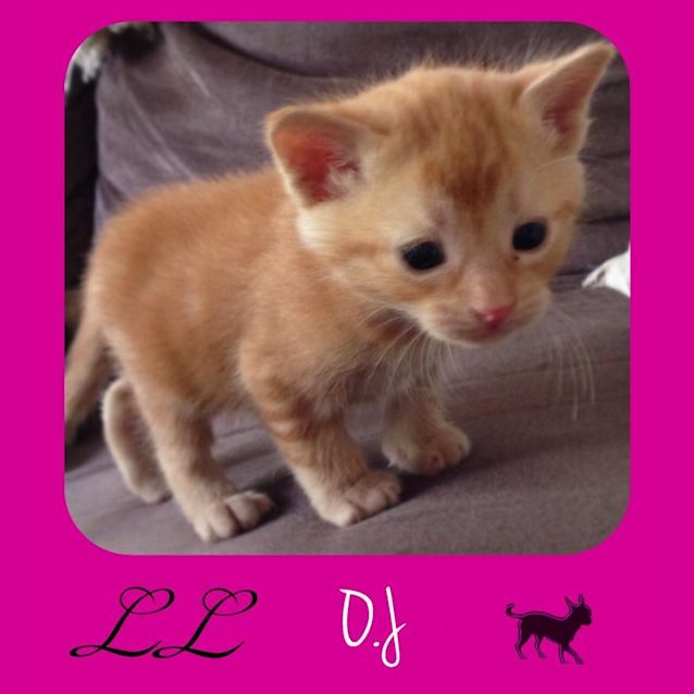 Photo of O.J