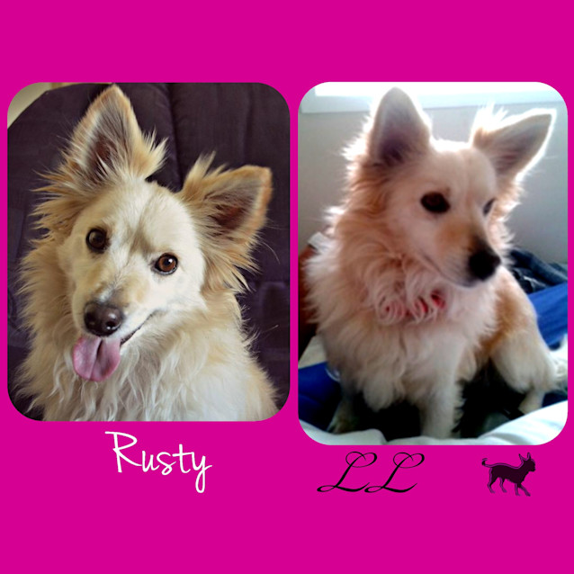 Photo of Rusty 