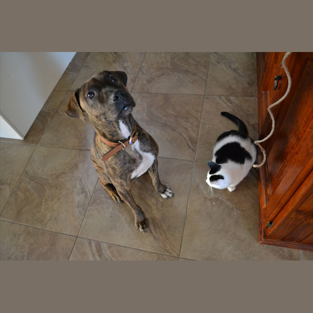 Photo of Dexter