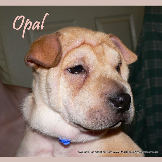 Photo of Opal (On Trial 18/5/13)