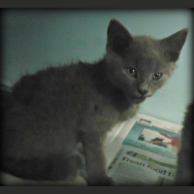 Photo of Merlin