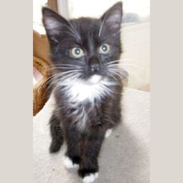 Photo of Sylvesta