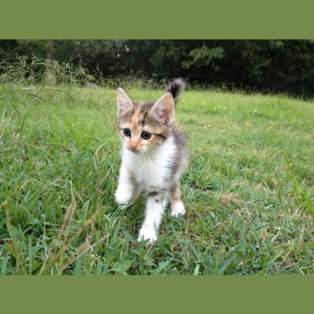 Photo of Possum