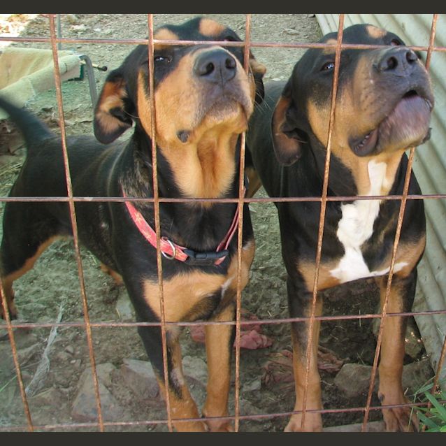 Photo of Roscoe