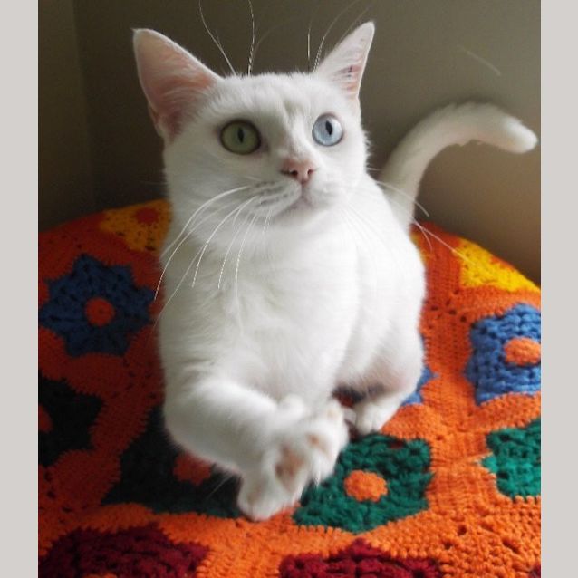Photo of Snowbell
