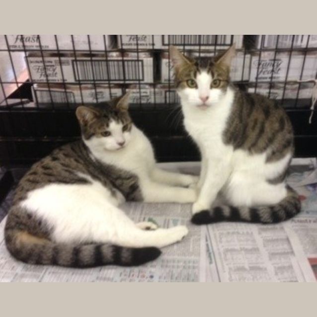 Photo of Timtam And Kitkat