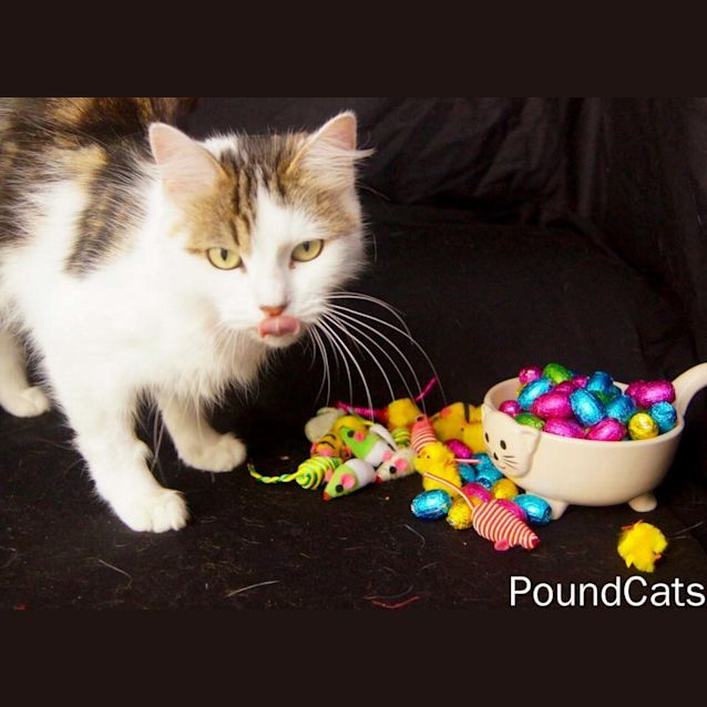 Photo of Petal Purrfect Match Cat Adoptions