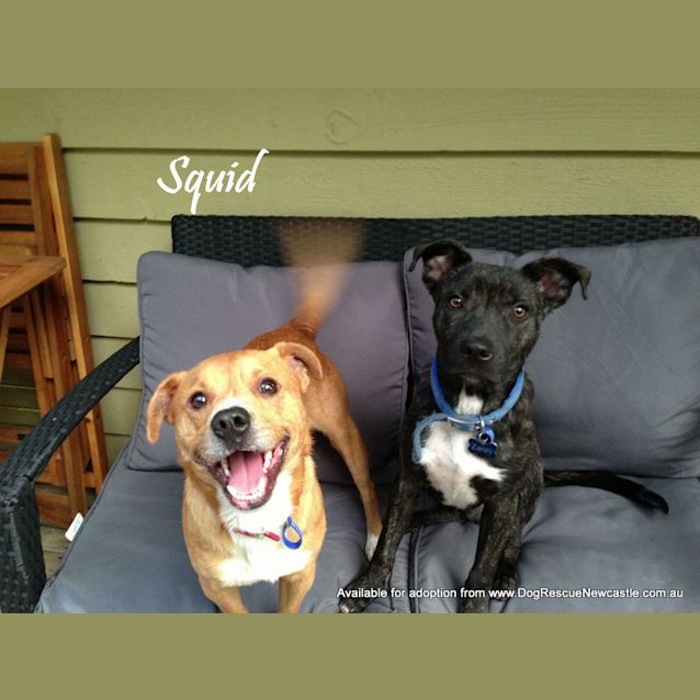 Photo of Squid (On Trial 15/5/13)