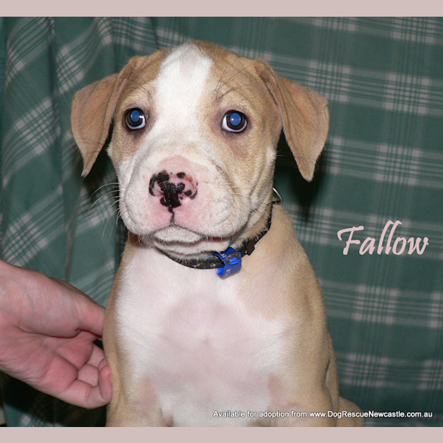 Photo of Fallow (On Trial 25/5/13)