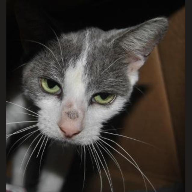 Photo of Shelby