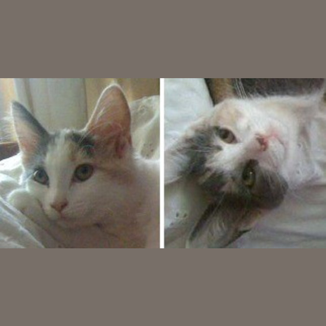 Photo of Paris And Delilah (Princess Sisters)