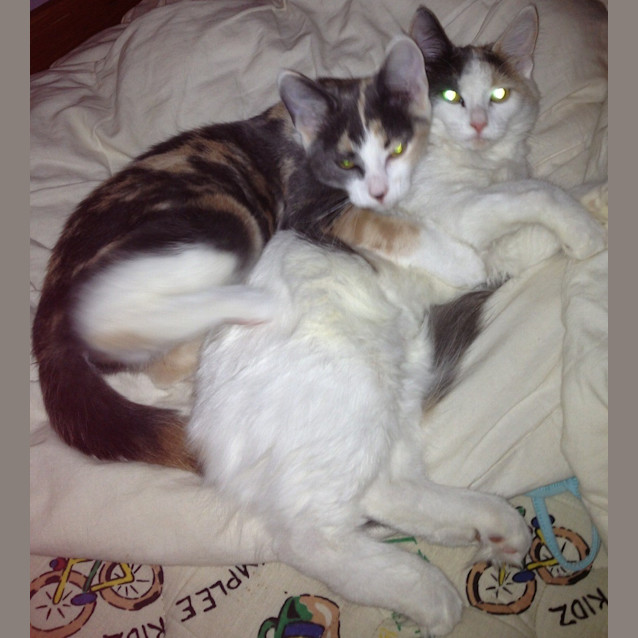 Photo of Paris And Delilah (Princess Sisters)