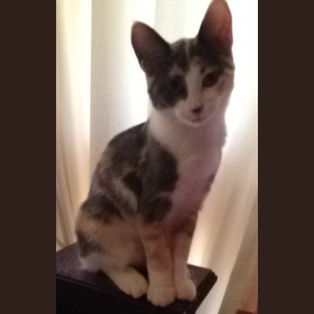 Photo of Paris And Delilah (Princess Sisters)