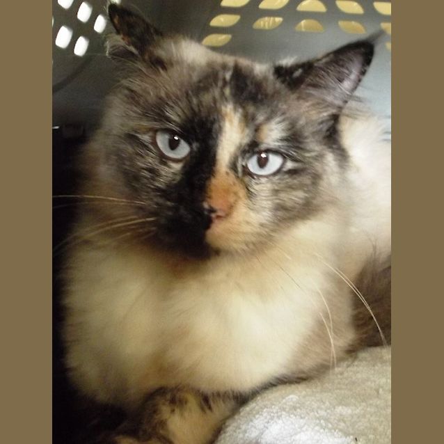 Photo of Minx