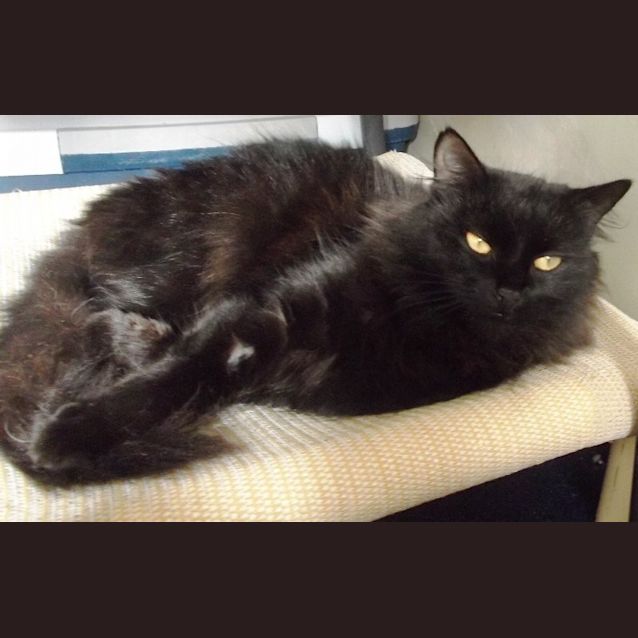 Photo of Sparkles