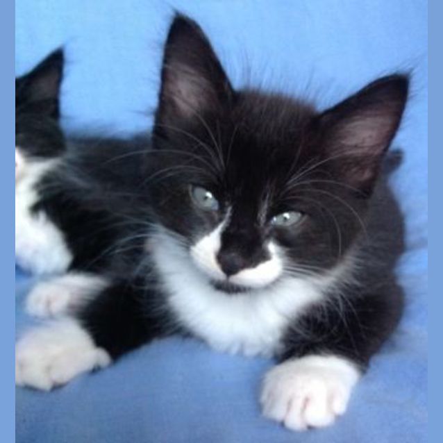 Photo of Checkers