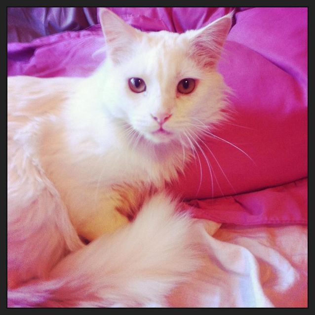 Photo of Huggie Bear Purrfect Match