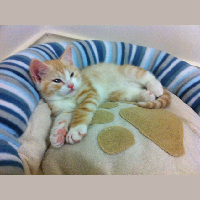 Photo of Leonardo