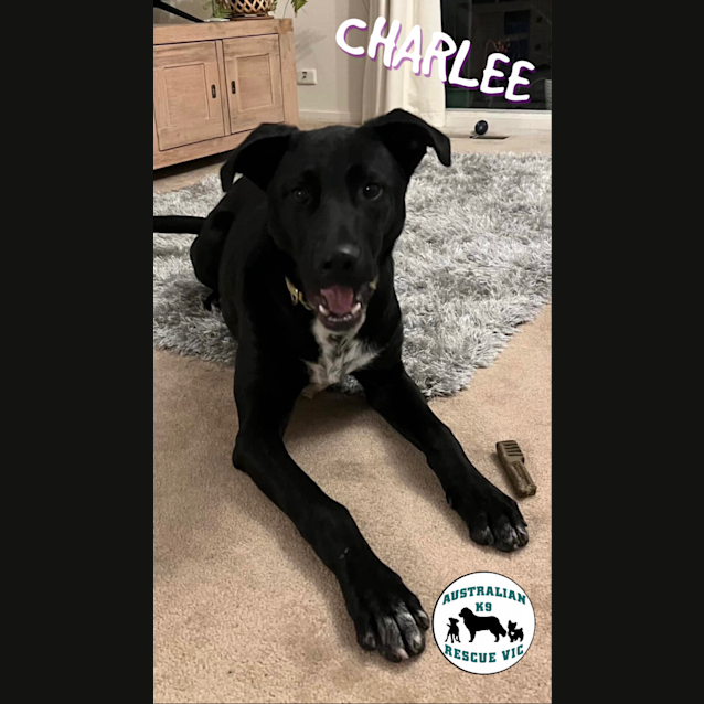 Photo of Charlee 