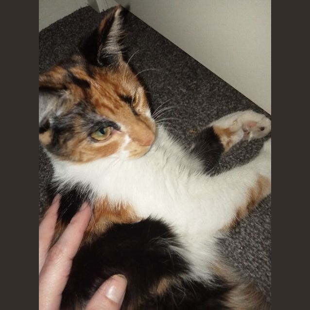 Photo of Ginger