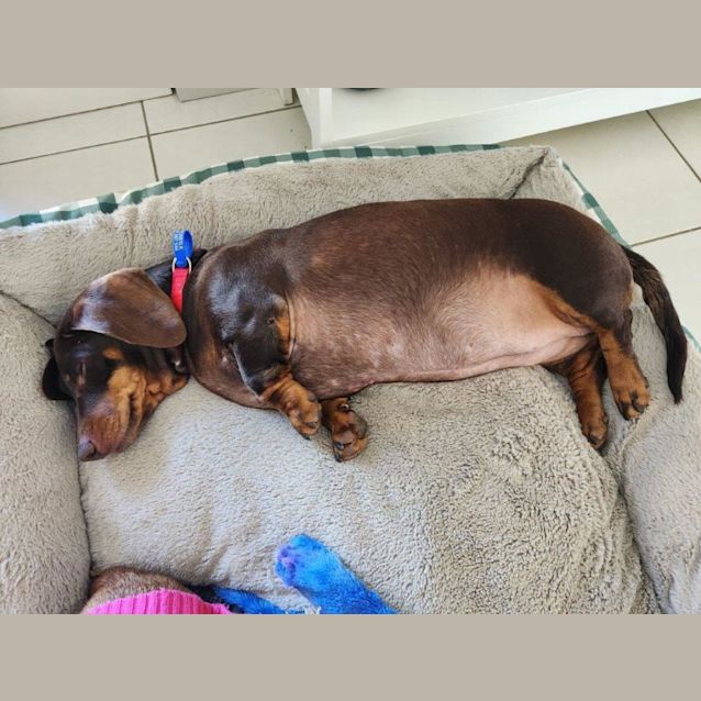 Photo of Susie   3 Year Old Dachshund (Hold 6/7/23)