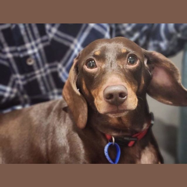 Photo of Susie   3 Year Old Dachshund (Hold 6/7/23)