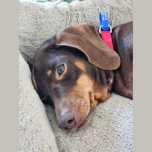 Photo of Susie   3 Year Old Dachshund (Hold 6/7/23)