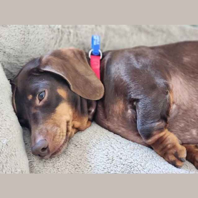 Photo of Susie   3 Year Old Dachshund (Hold 6/7/23)