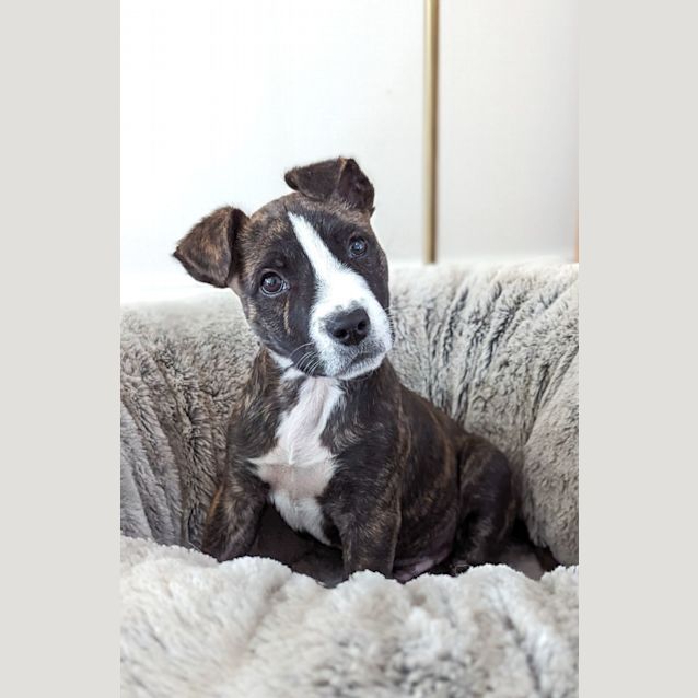 Photo of Nulla